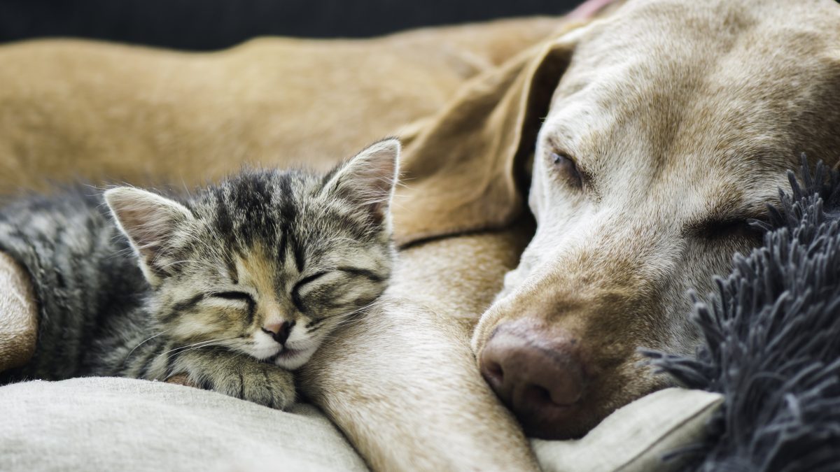 Nós esperamos que você consiga que seu cão e seu gato se tornem amigos, é muito possível! 