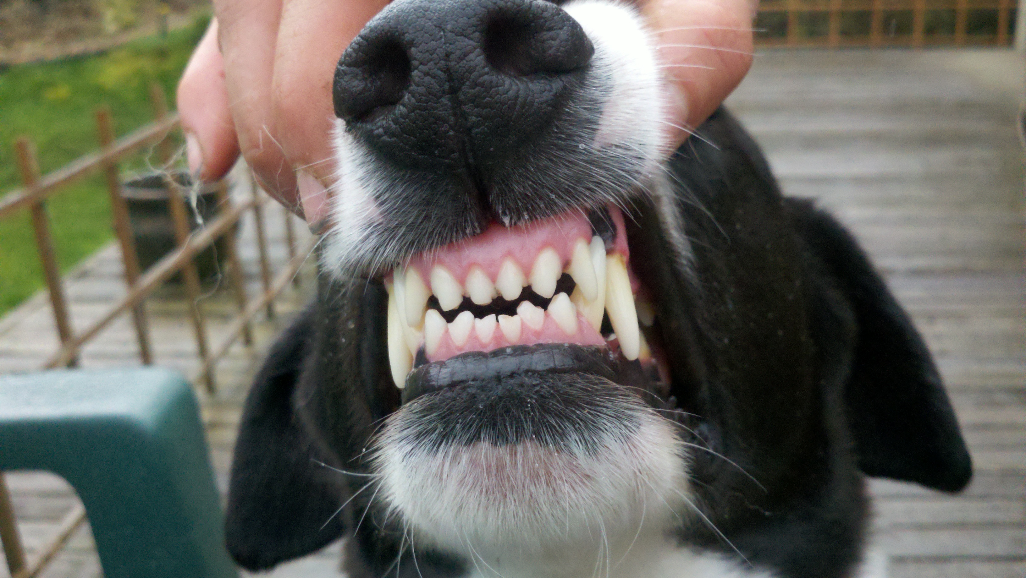 O encaixe padrão dos dentes dos cães é como esse sorriso da foto