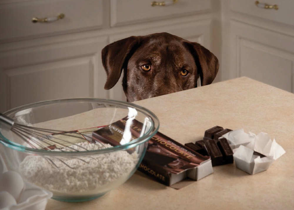Chocolate: o que fazer se o seu cão comer - Saúde - Pet Shop Lolipet