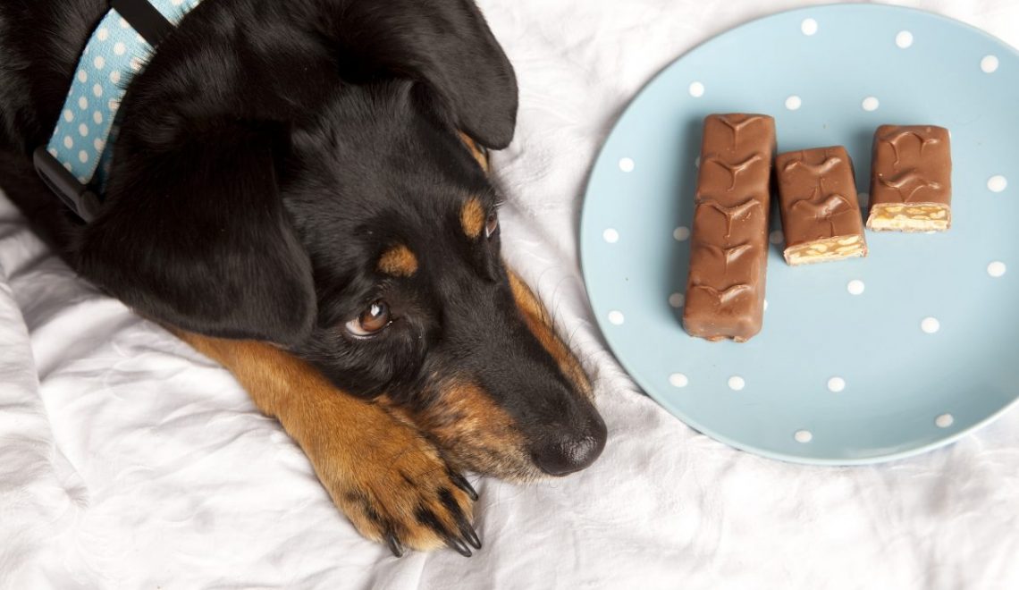 Chocolate é tóxico para cães, mas se por acidente seu cão comer, saiba o que fazer