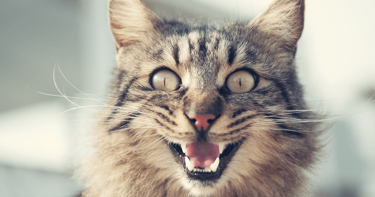Gatos não gostam de mudanças na rotina e no ambiente que vivem, isso pode estressá-los e até torná-los agressivos com membros da casa.