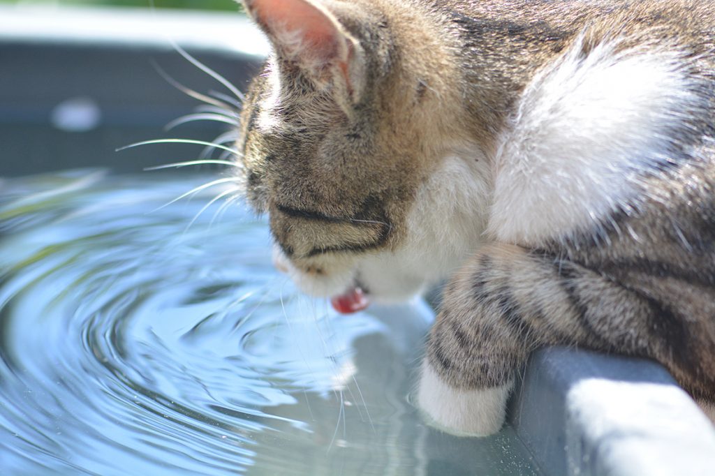 Nem todo gato não gosta de água. E é importante socializar o bichano com a água ainda filhote.