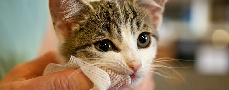 A troca de dentes é um incômodo para os gatinhos, evite a escovação de dentes durante esse período.