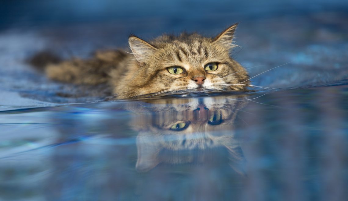 Algumas raças de gato, não só gostam de água, como são excelentes nadadores.