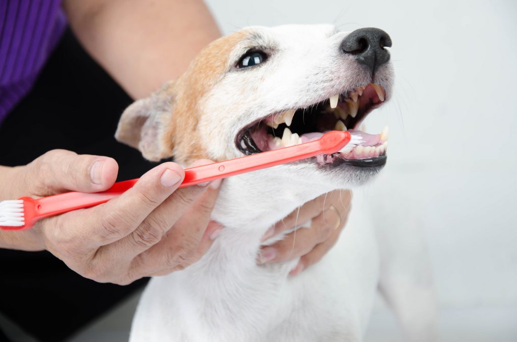Escovar os dentes do Cão com óleo de coco é super eficiente e delicioso pro cão. 