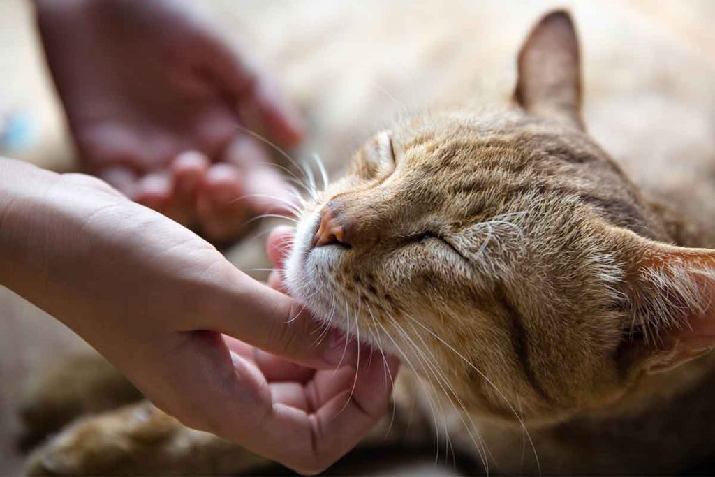 A manipulação do corpo dos gatos pode deixá-los desconfortáveis e por isso eles atacam para interferir na interação.