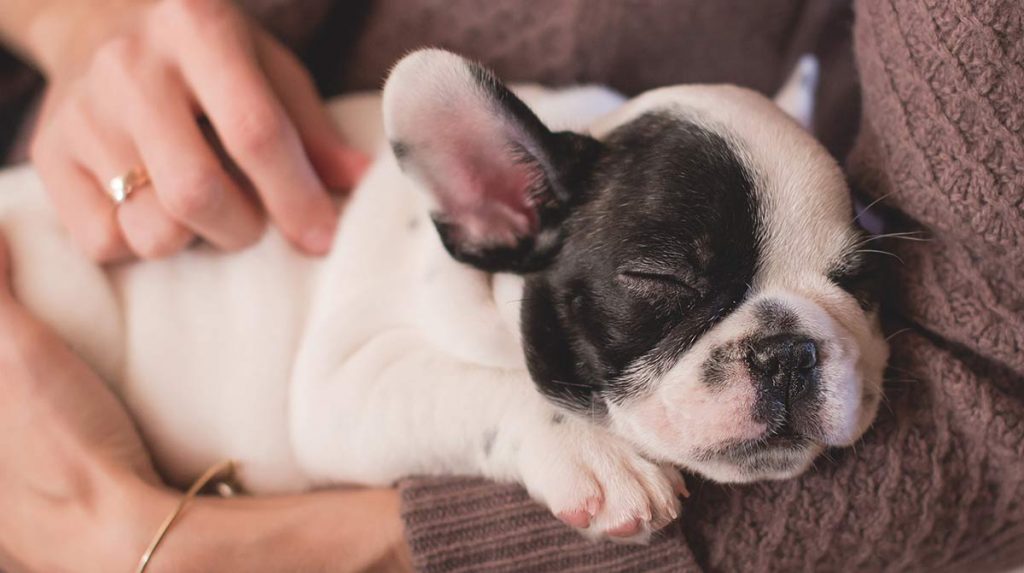 Filhotes e Cães Idosos tendem a dormir mais. E também cães que estejam com alguma doença ou debilitados.