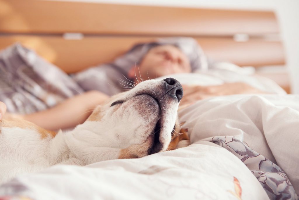 Sempre observe se algum outro sintoma acompanha o aumento do sono do seu pet.