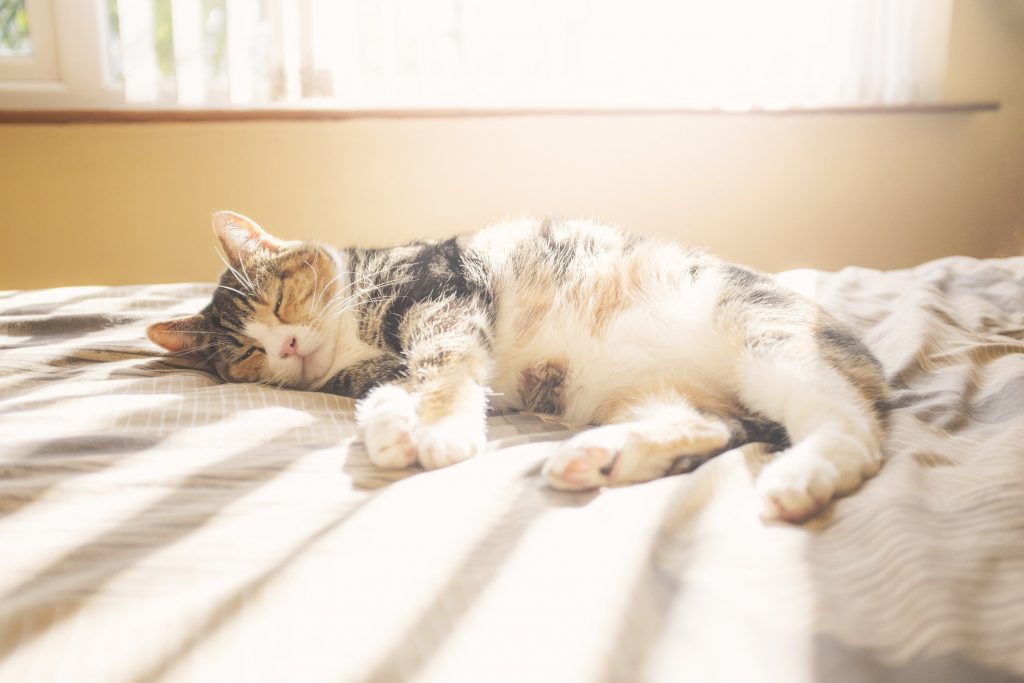 Gatos adoram banhos de sol, mas quando o calor é extremo eles precisam ter um lugar à sombra e fresco para descansar