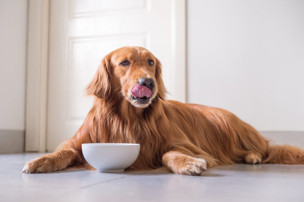 O Óleo de coco traz inúmeros benefícios para a saúde dos cães. Vale consultar o veterinário para incluir na dieta do cão.