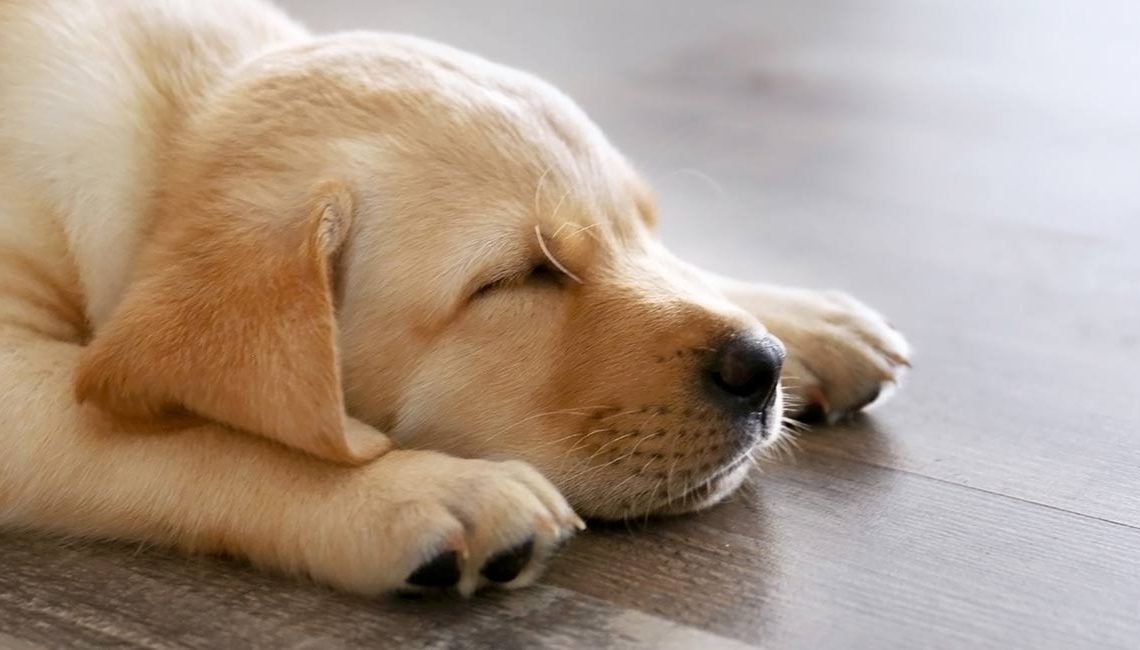 Cachorro dorme muito mesmo, principalmente filhotes e idosos, mas saiba quando o sono está demais e você deve procurar ajuda