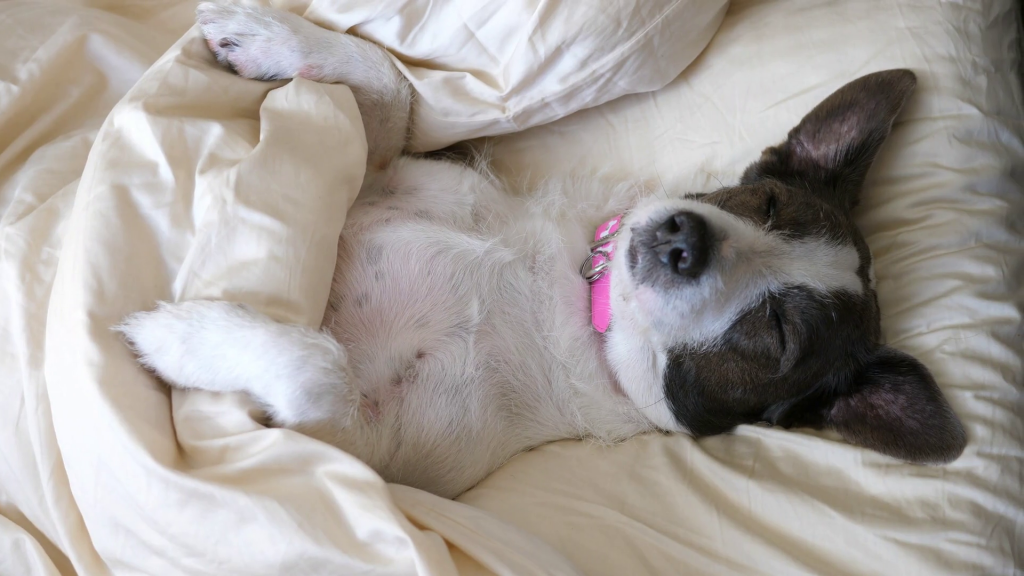 Se você percebeu alguma mudança na rotina de sonecas do Cão, procure o veterinário para ver se algo está errado
