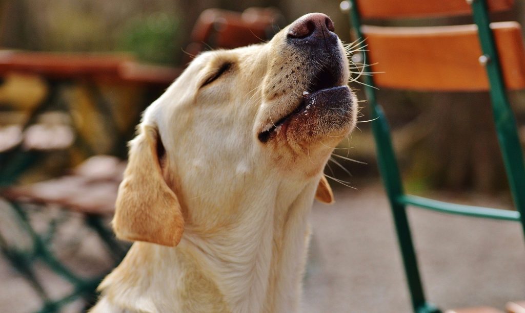 Uivar é mais uma maneira do cão se expressar e comunicar.